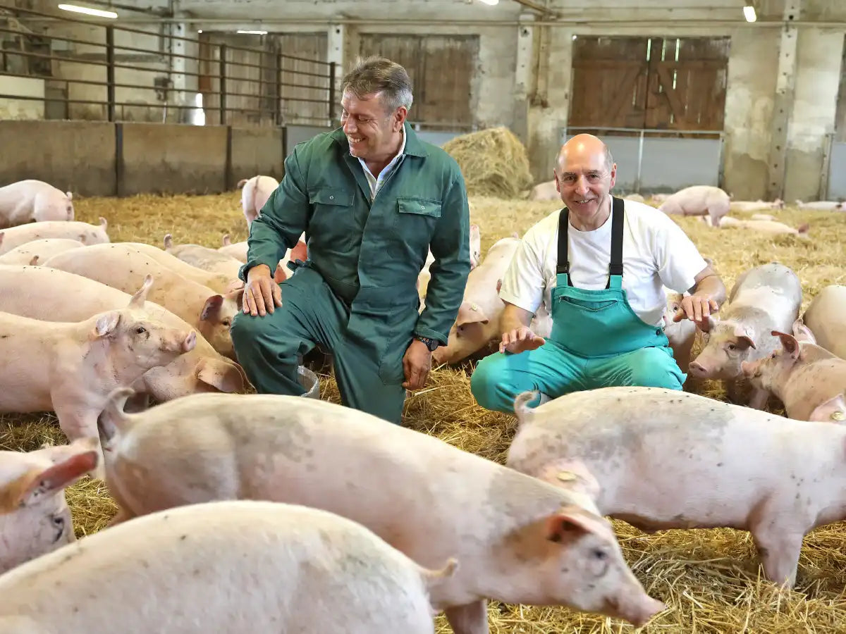 strohschwein-burgstaedter-duroc
